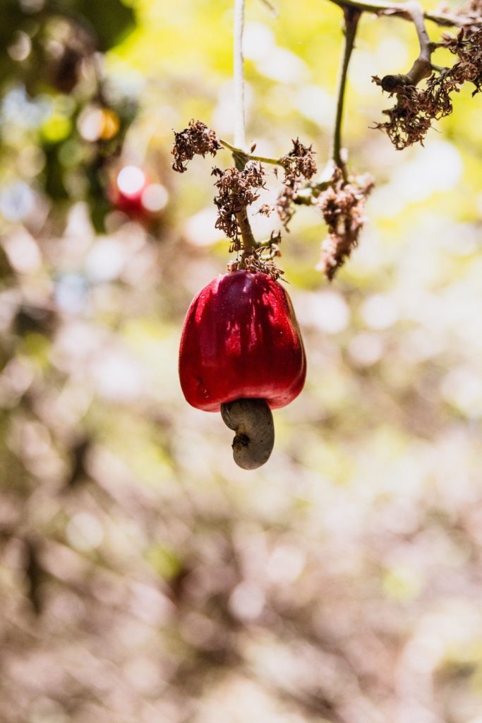 Pomme et noix de cajou sur l'anacardier