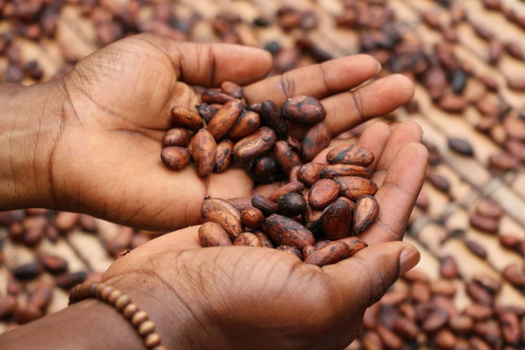 Séchage de fèves de cacao dans un village ivoirien